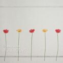 gerbera__2.jpg